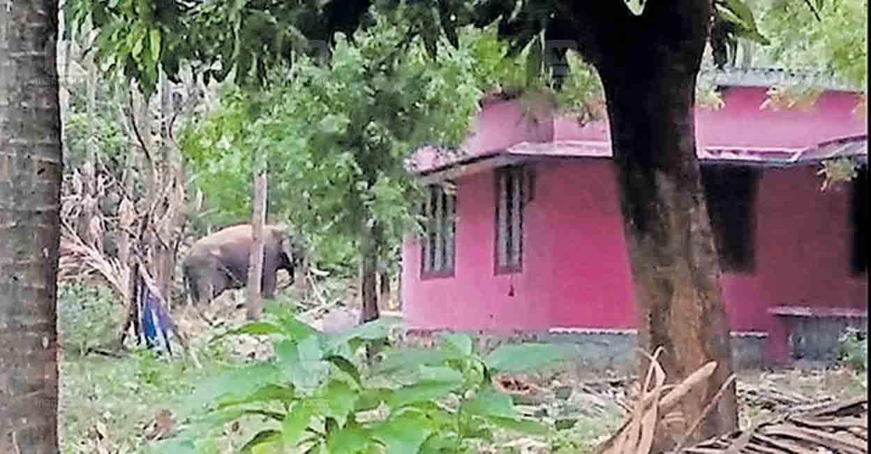 vellady-elephant-attack.jpg