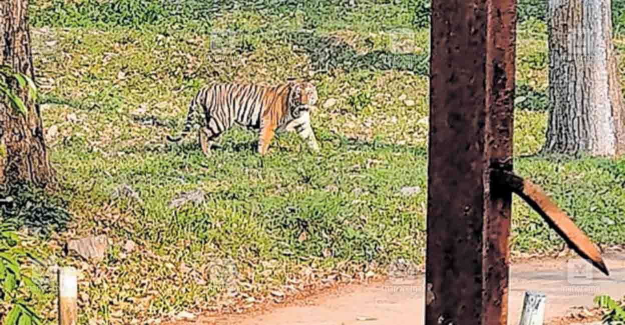 vellukolli-tiger.jpg