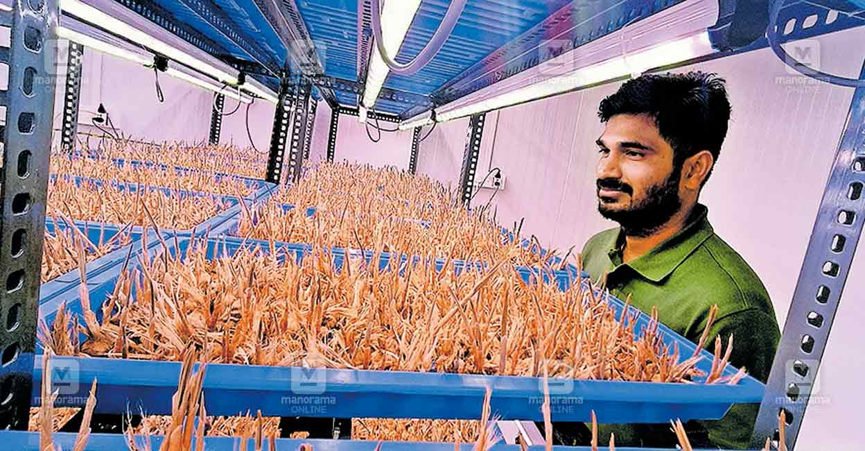 wayanad-batheri-saffron.jpg