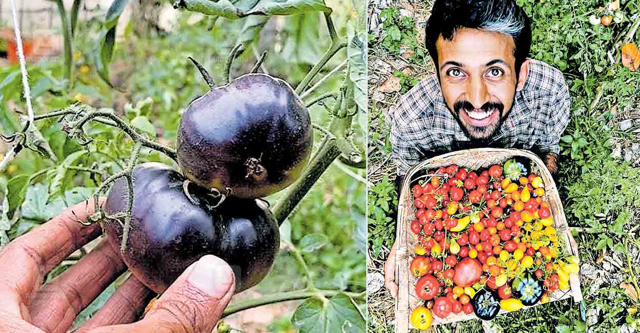 wayanad-black-tomato.jpg
