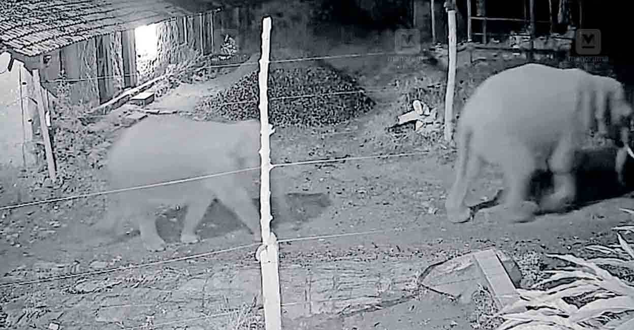 wayanad-elephants.jpg