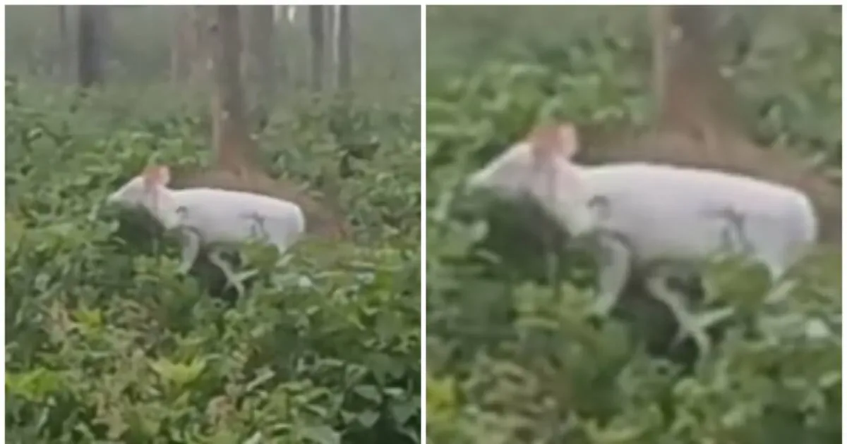white-deer-found_1200x630xt.jpg