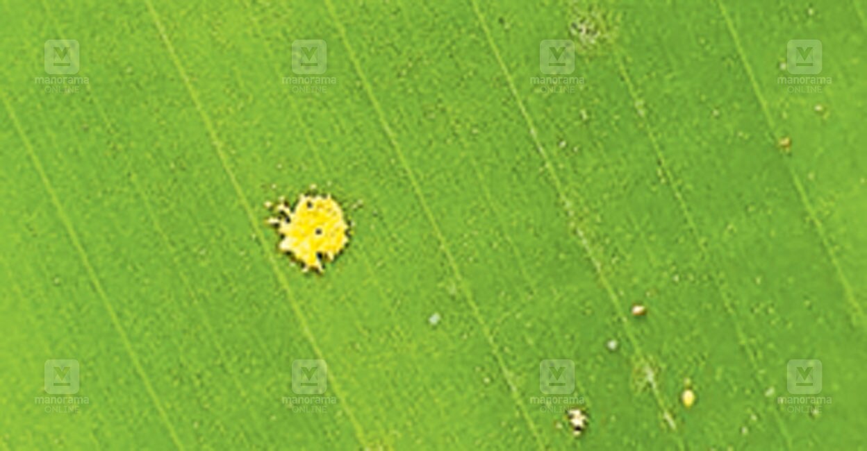yellow-raindrop.jpg