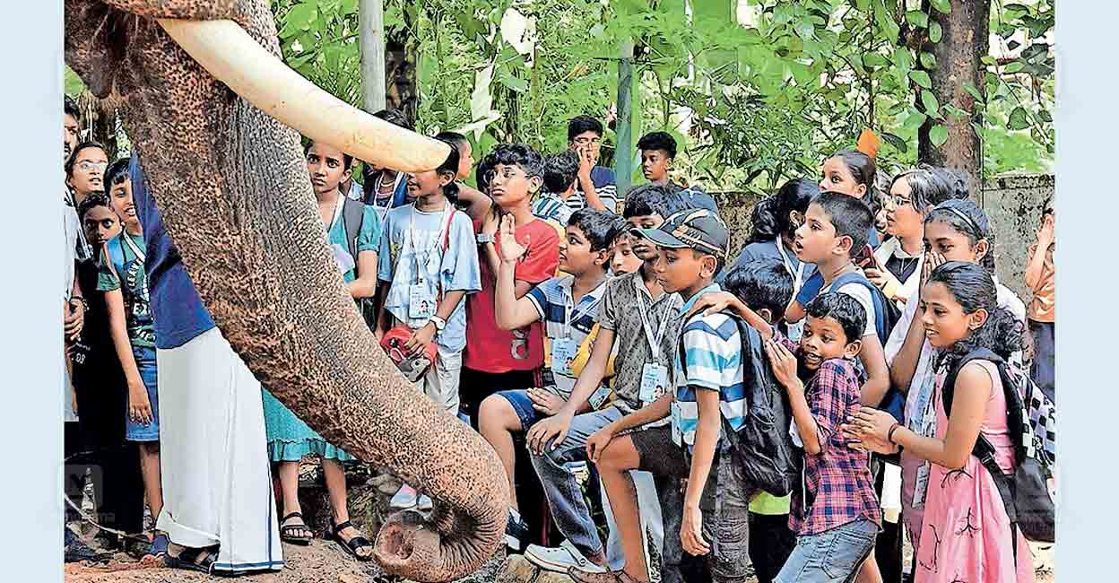1746845057_elephant.jpg