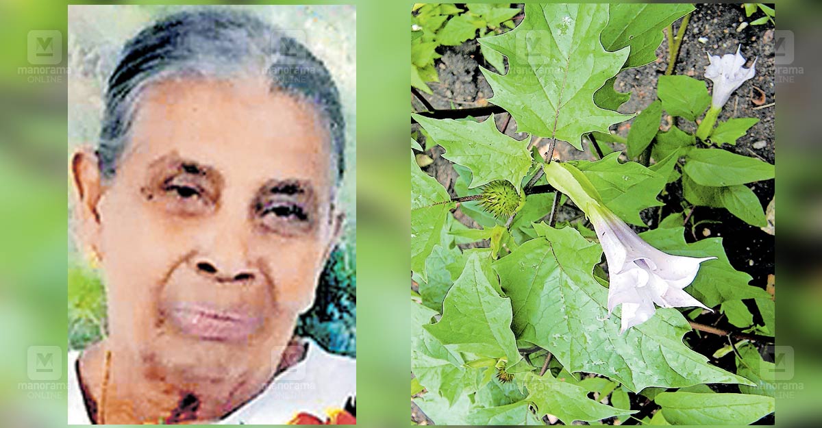 Jimsonweed-poisoning-death-adimali-kerala.jpg