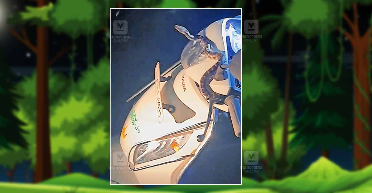 Python-kannur.jpg