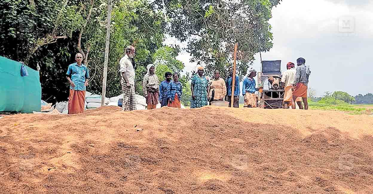 alappuzha-chirakuzhi-farming-plot.jpg
