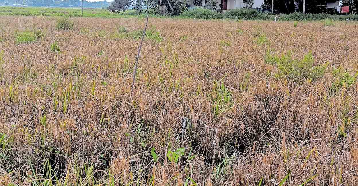 alappuzha-vypingkad-farming-plot.jpg