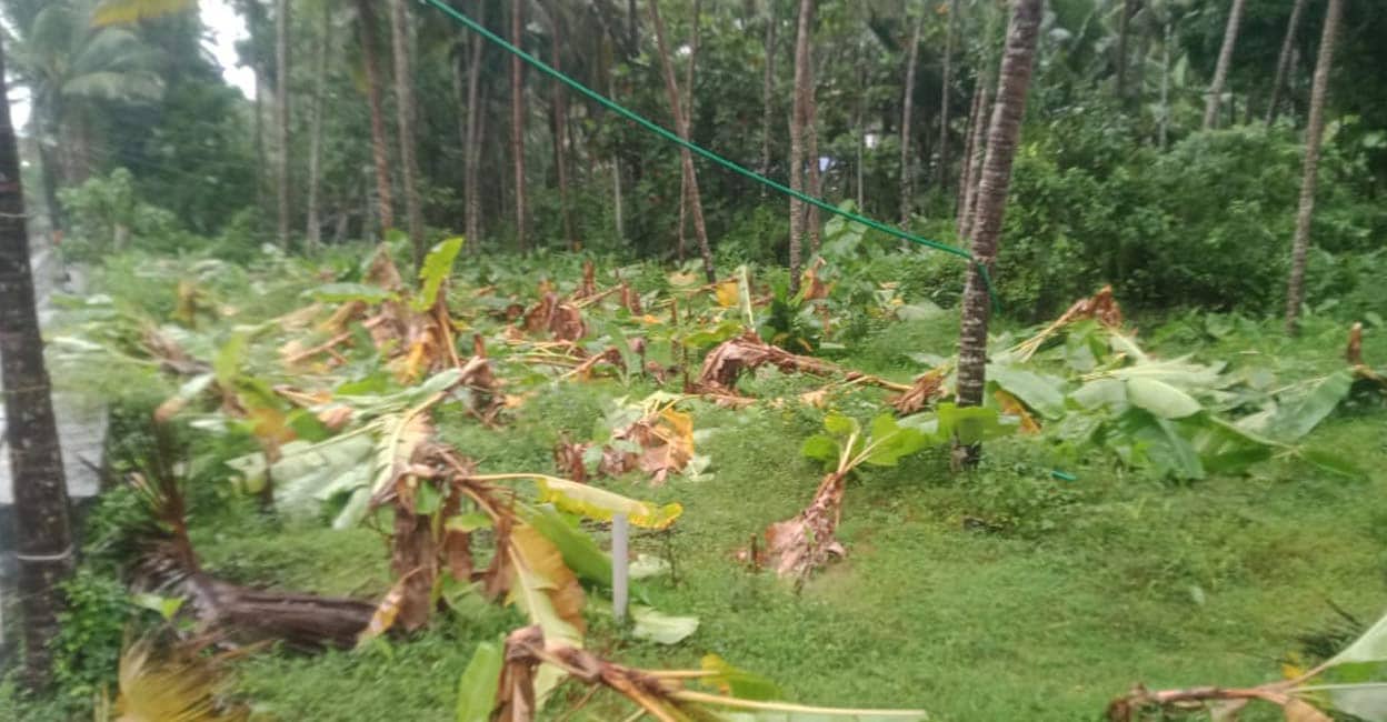 banan-plant.jpg