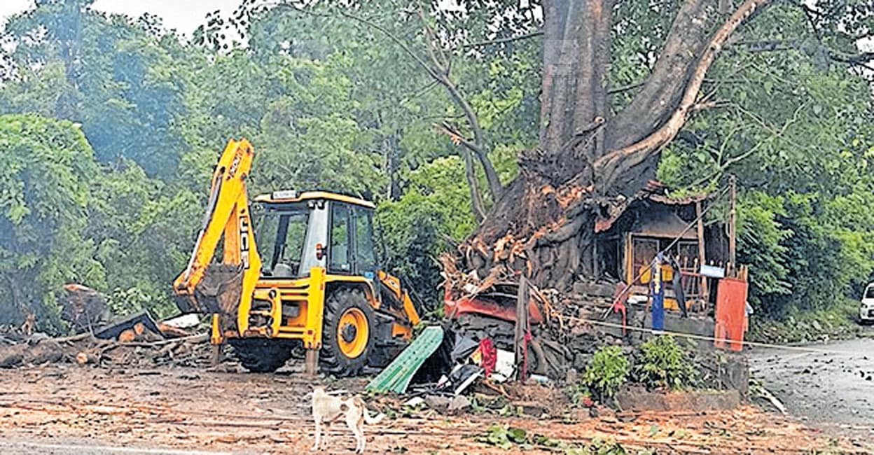 batheri-tree1.jpg