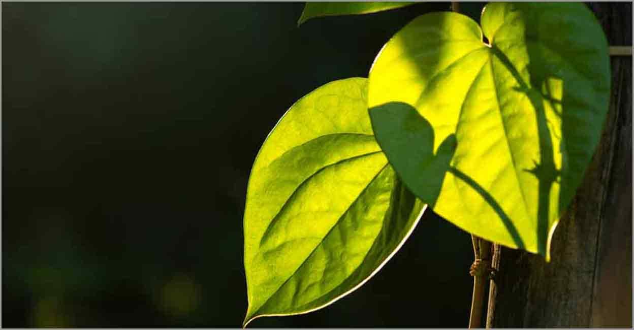 betel-leaves-845.jpg