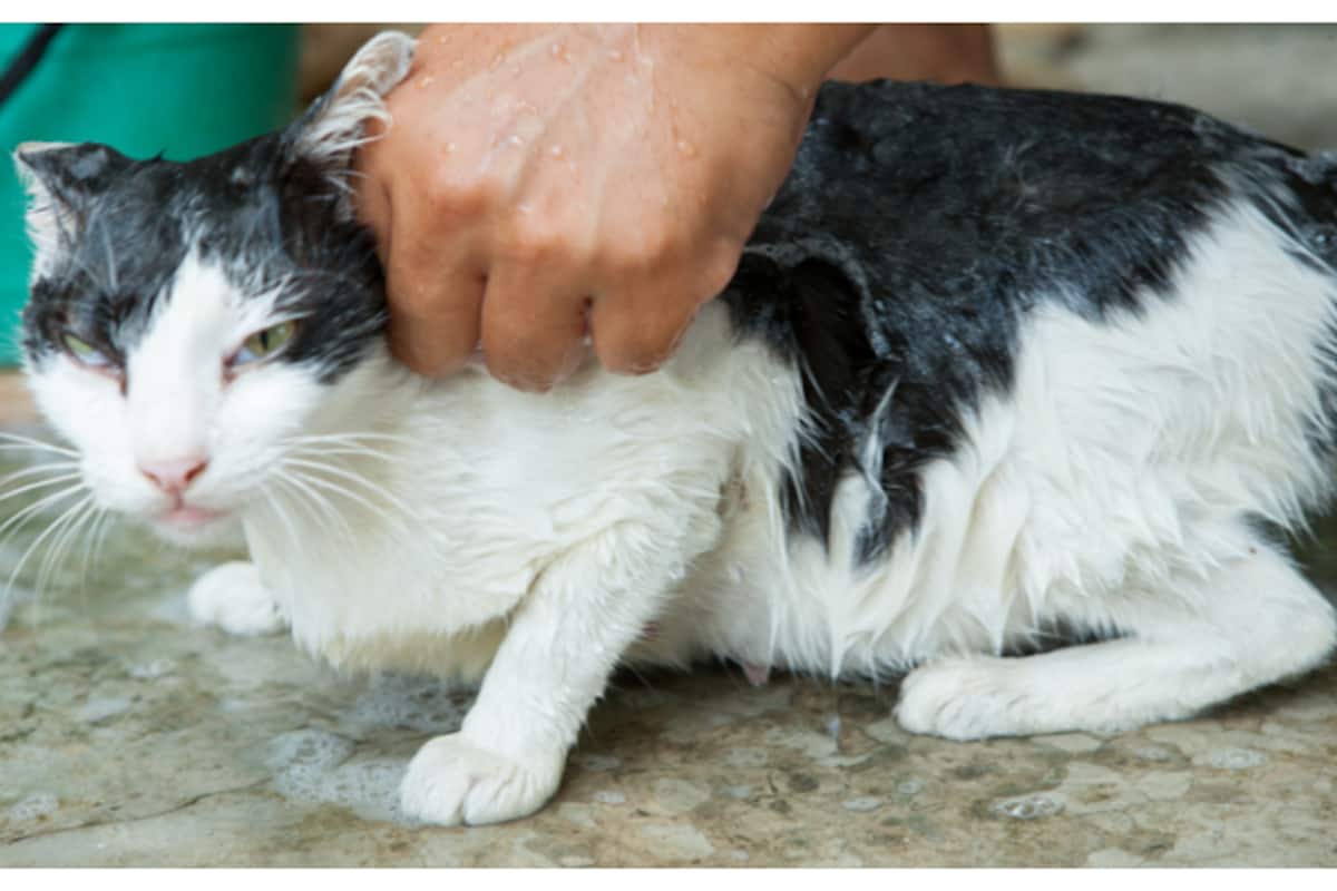 cat-1-_1200x800xt.jpg