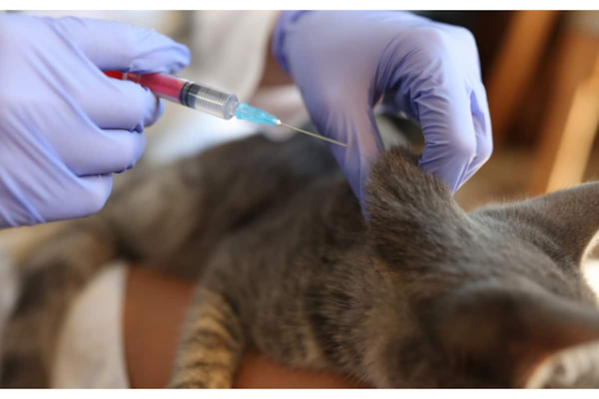 cat-6-_1200x800xt.jpg