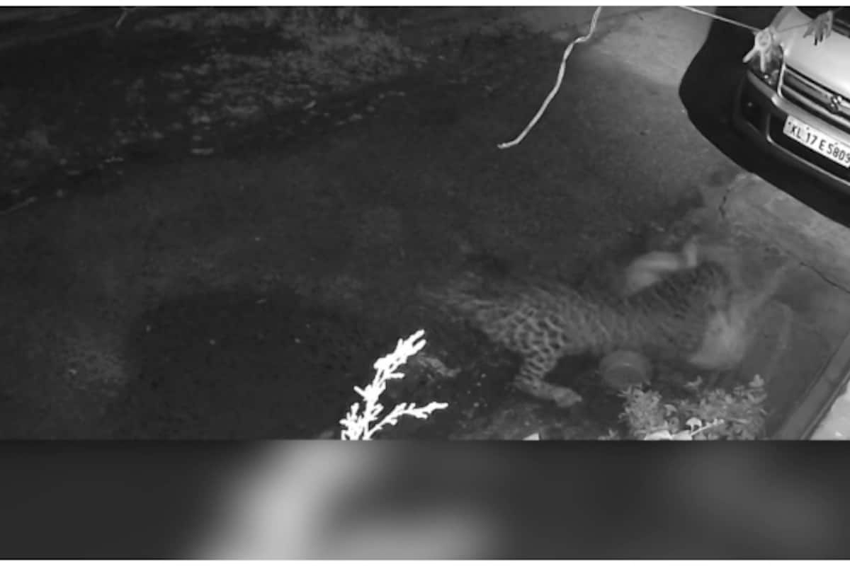 cctv-video-of-leopard-attacking-pet-dog-at-a-house-munnar_1200x800xt.jpg