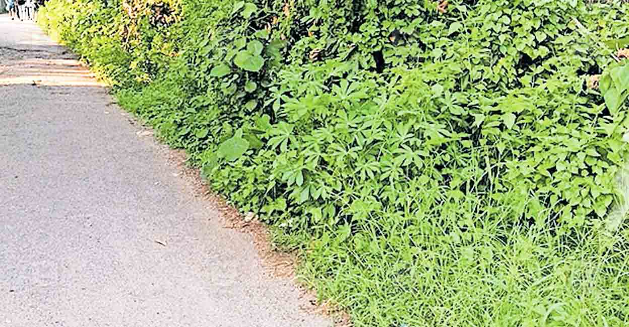 cheruvakkal-vellavoor-vengoor-road.jpg