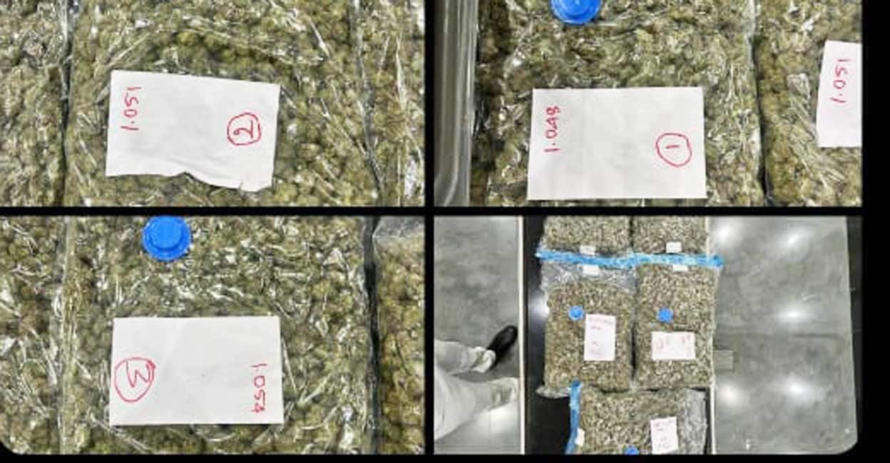 coimbatore-customs-seizes-5-crore-cannabis.jpg