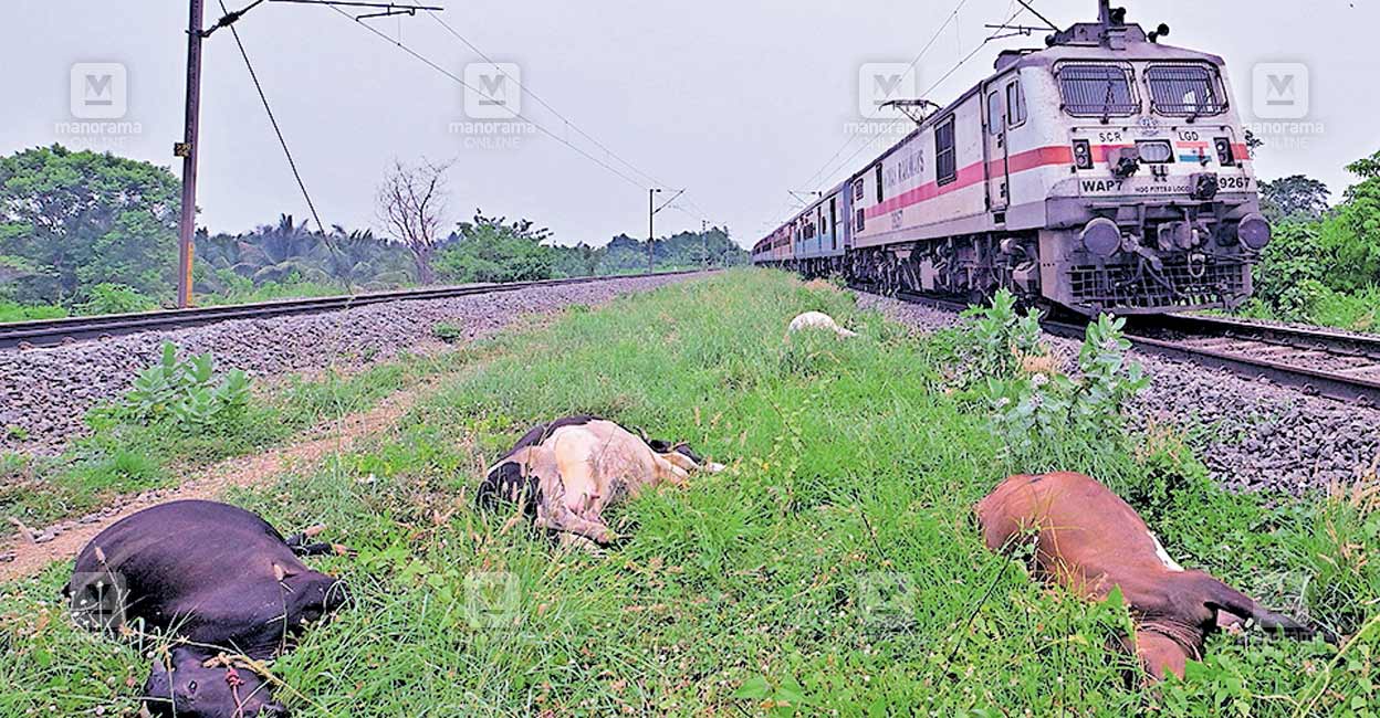 cow-death2.jpg