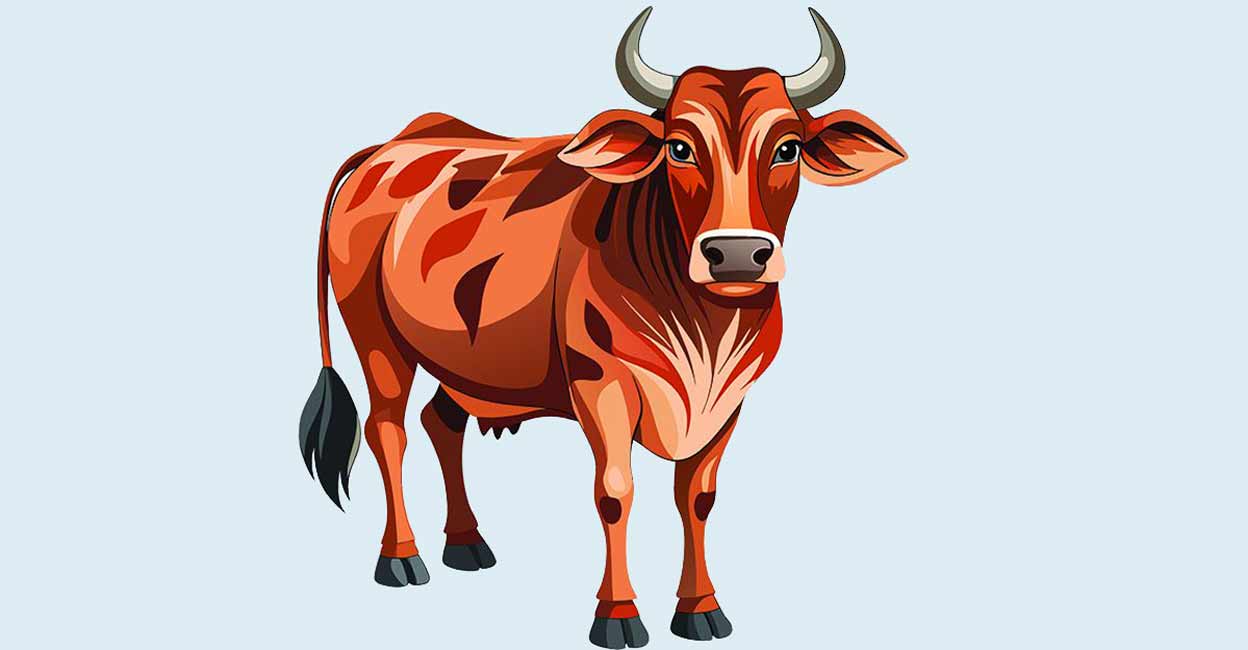 cow.jpg