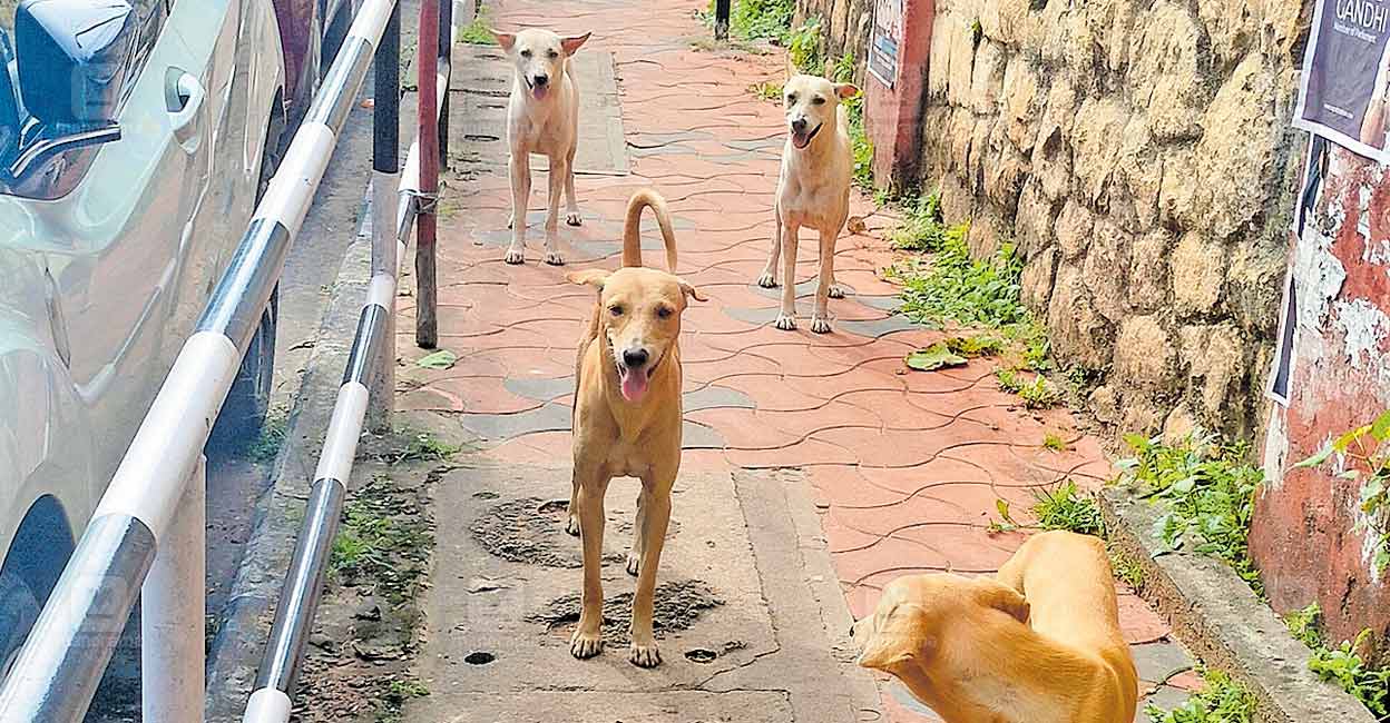 dogs.jpg