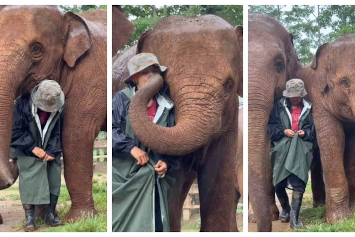 elephant-s-shield-caretaker-from-thunder-and-rain_1200x800xt.jpg