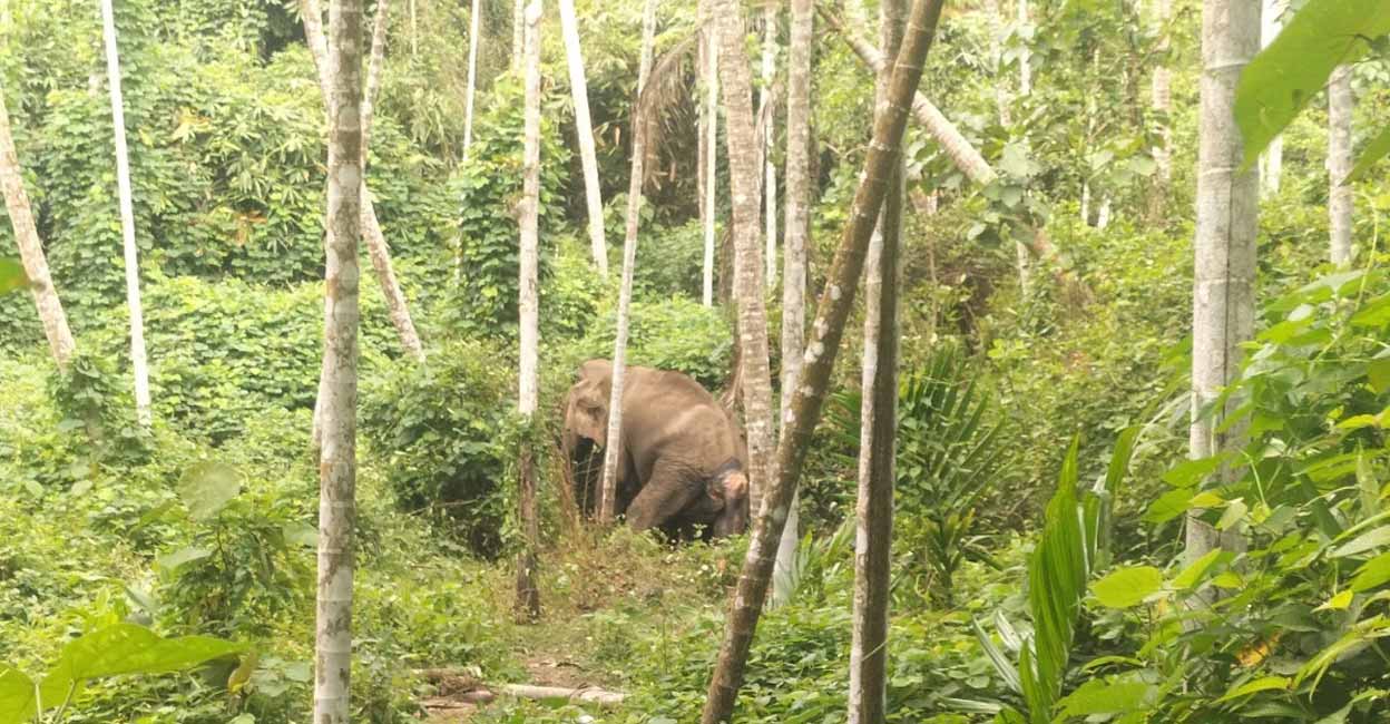 elephant-vithura.jpg
