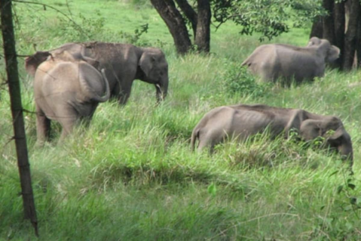 elephant_1200x800xt.jpg