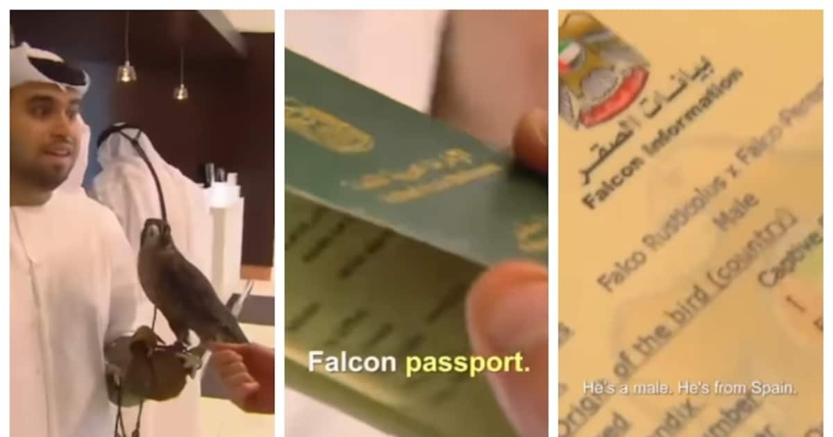 falcon-with-his-own-passport_1200x630xt.jpg