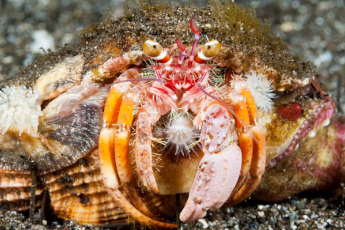 hermit-crab_1200x800xt.jpg