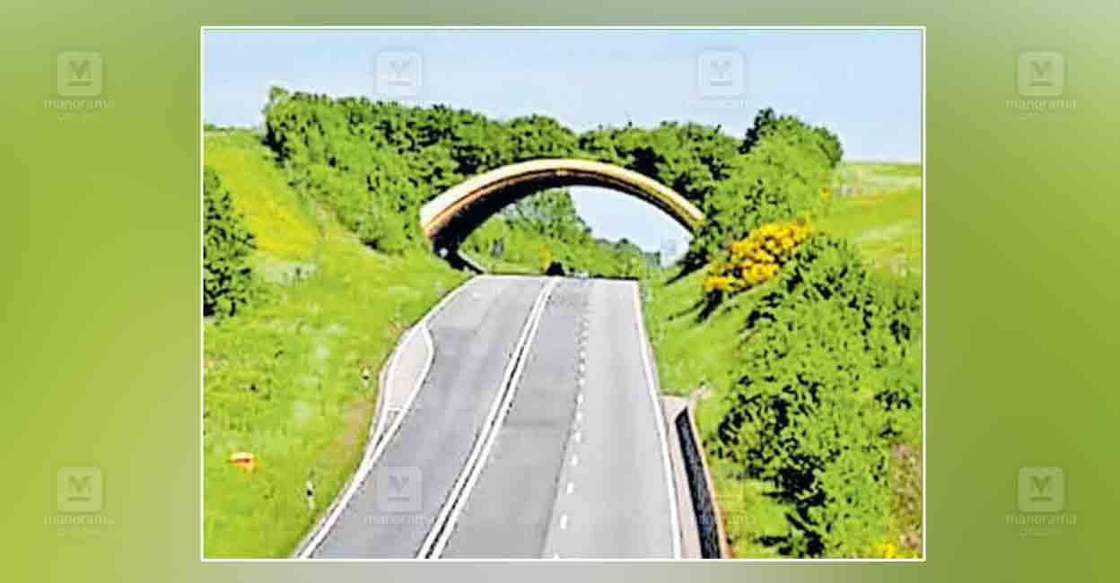 idukki-animal-bridge-sketch-1.jpg