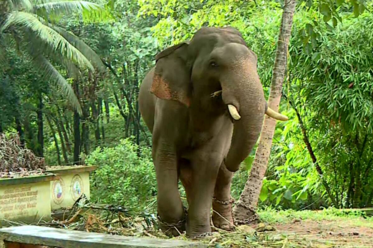 kalikavu-kumki-elephant_1200x800xt.jpg