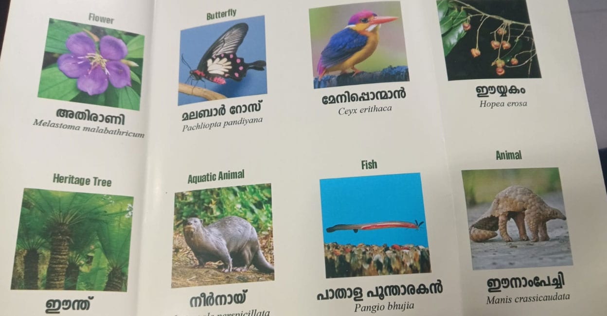 kkd1.jpg