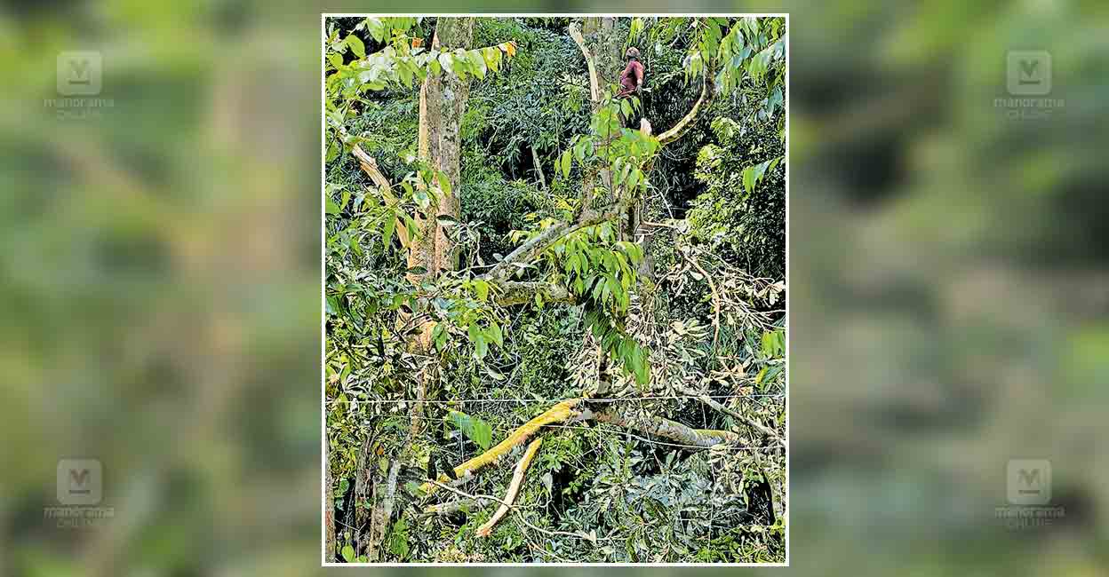 kozhikode-cutting-trees.jpg