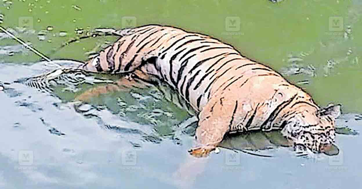 kulathupuzha-tiger.jpg