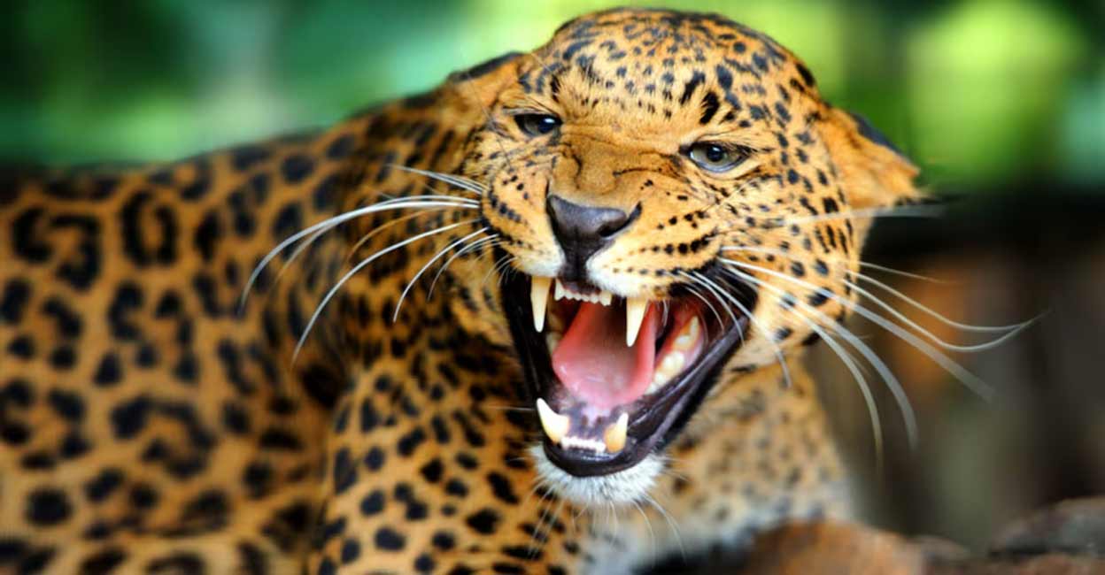 leopard-shutterstock.jpg