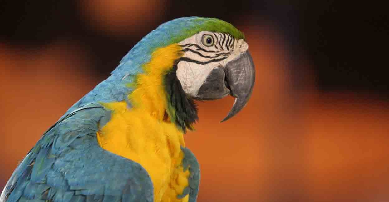 macaw-1.jpg