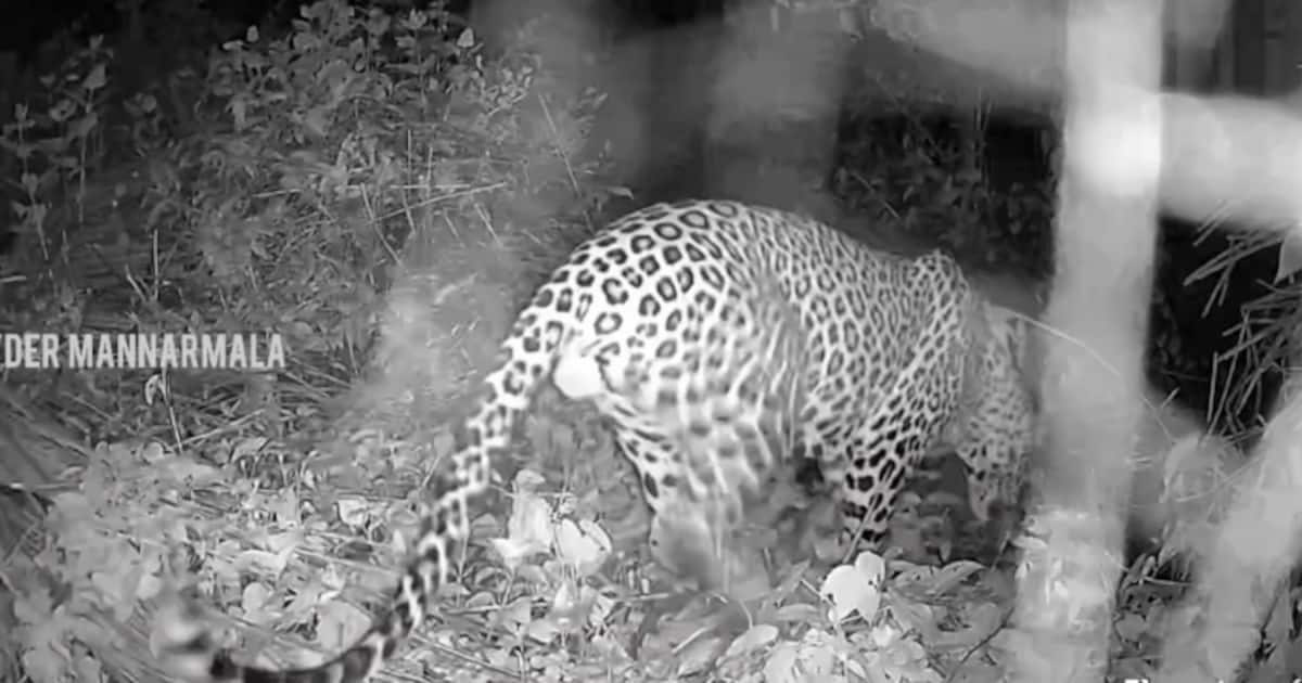 malappuram-leopard_1200x630xt.jpg
