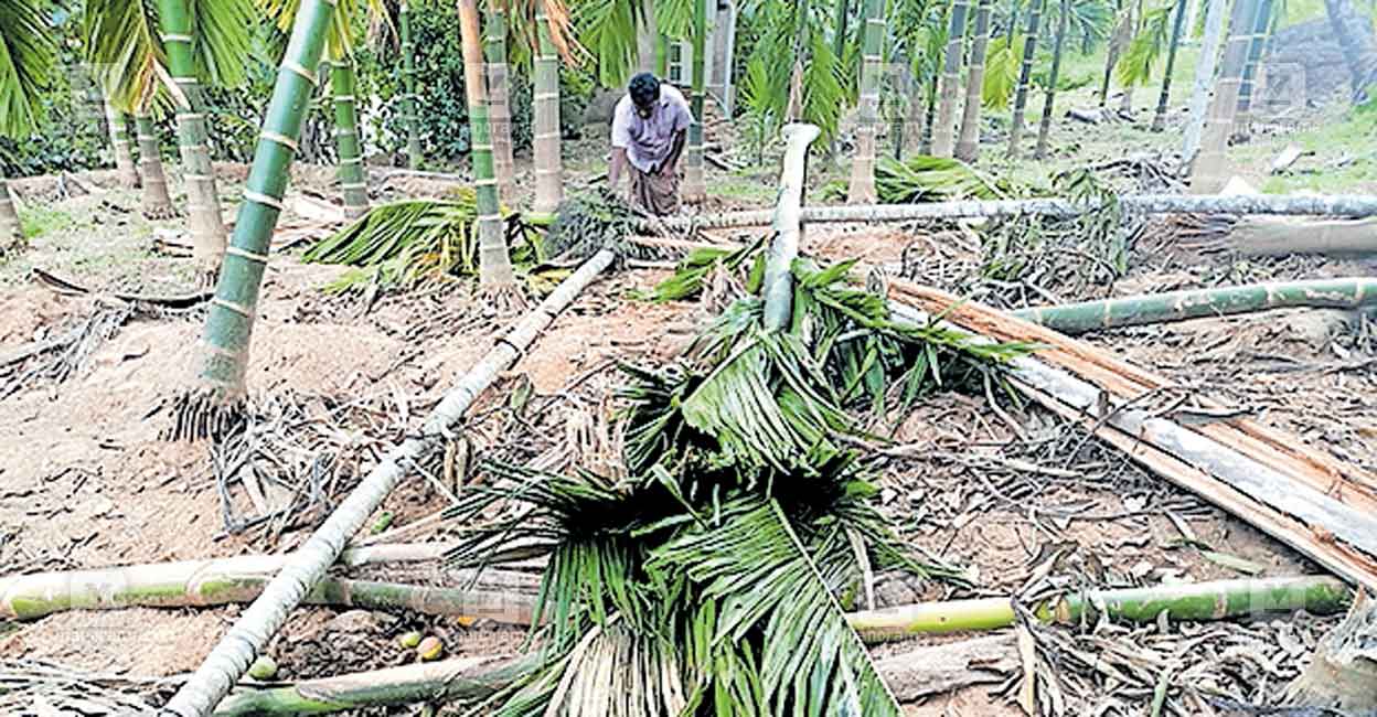malappuram-wild-elephant-attack.jpg