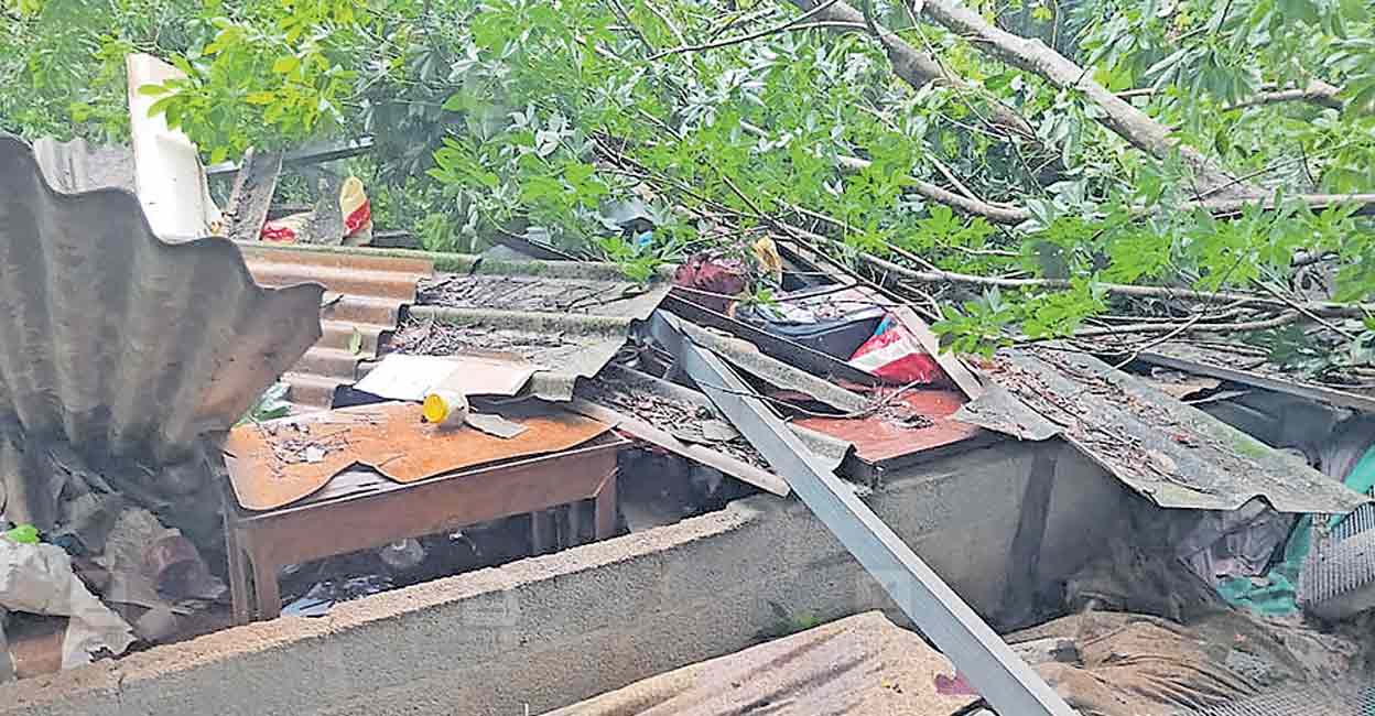 malayanikizhu-rain-damage-tree-fell.jpg