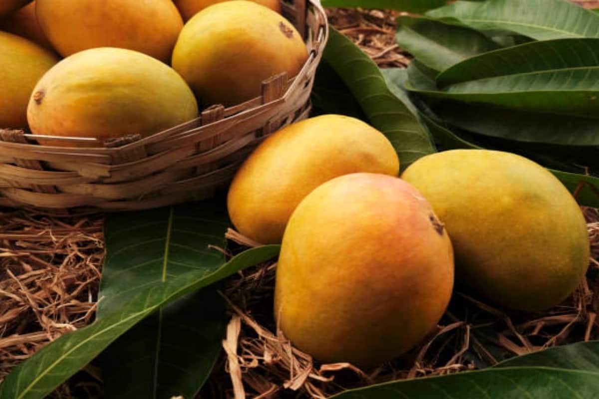 mangoes-1-1747228182333_1200x800xt.jpg