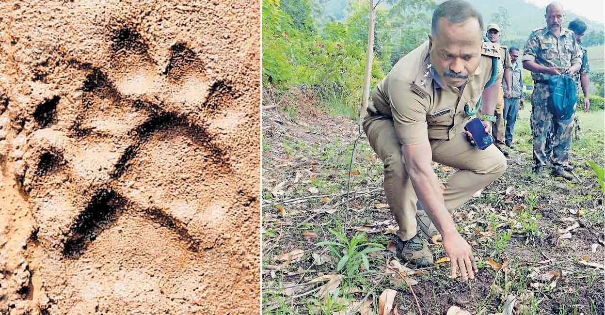 munnar-tiger-issue.jpg