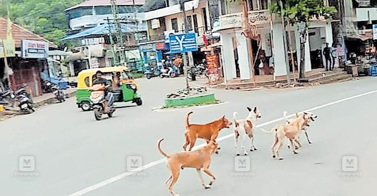 nanniyode-stray-dog.jpg
