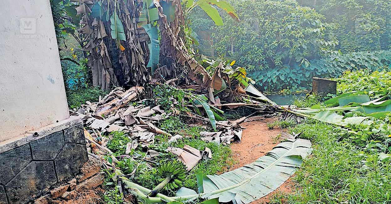 nedumbram-bananatree-issue.jpg