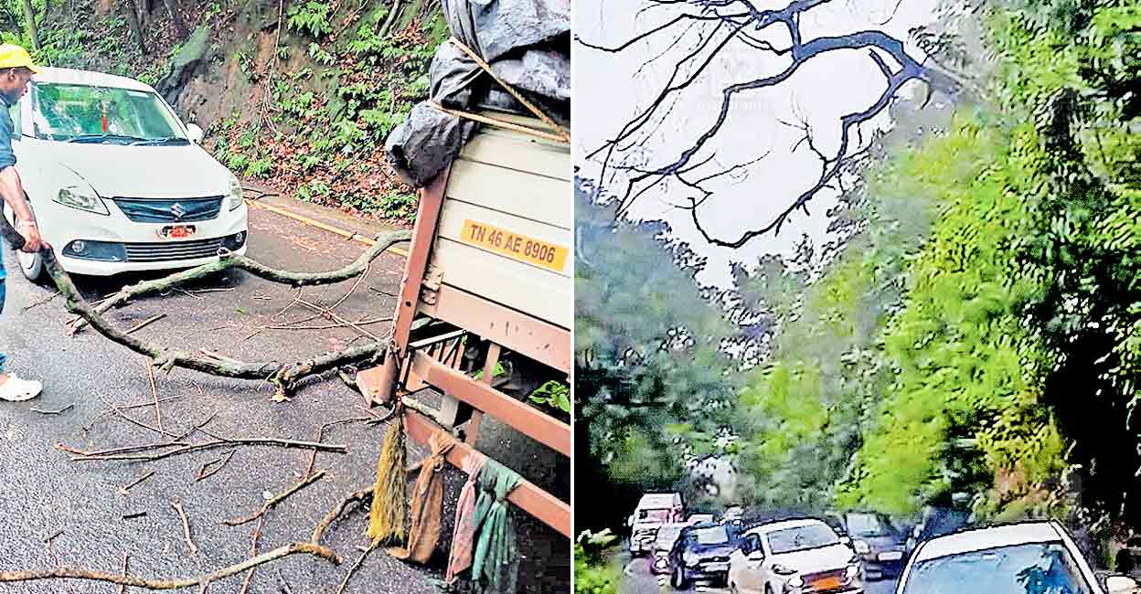 ns5-1-2-thamarassery-churam-danger-trees.jpg