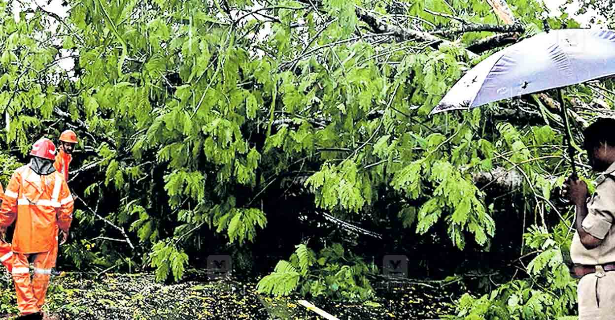 ns9-pathanamthitta-tree-auto-accident.jpg