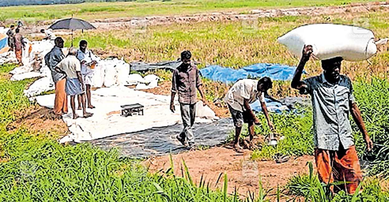 paddy-harvest.jpg