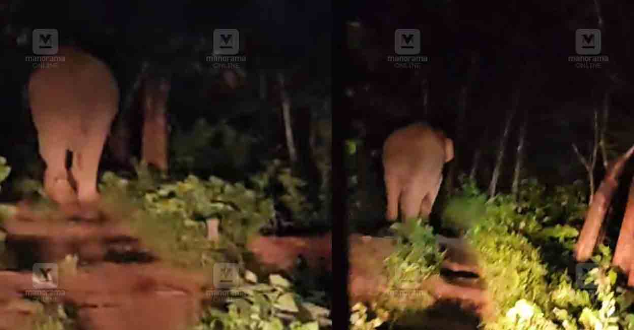palamukku-wild-elephant-1.jpg