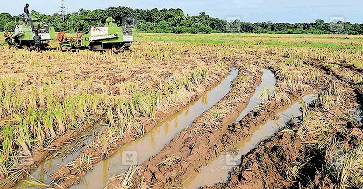 panthalam-chittila-paadi-field.jpg
