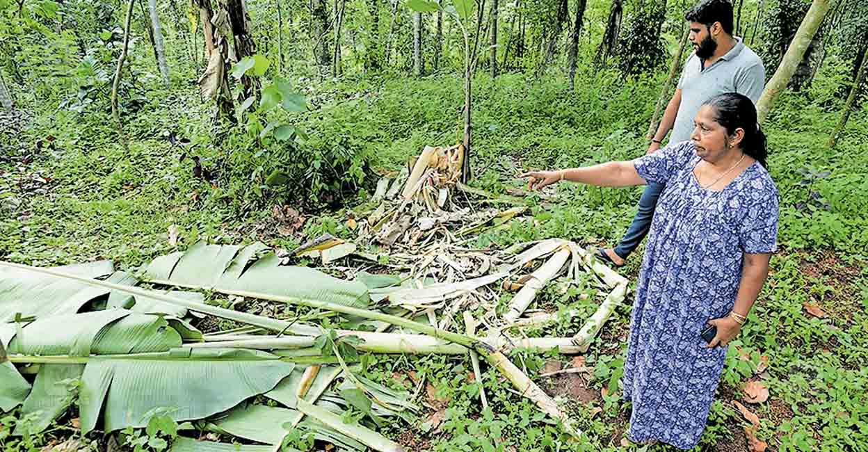 pathanamthitta-usha-shaji-farmibnng.jpg