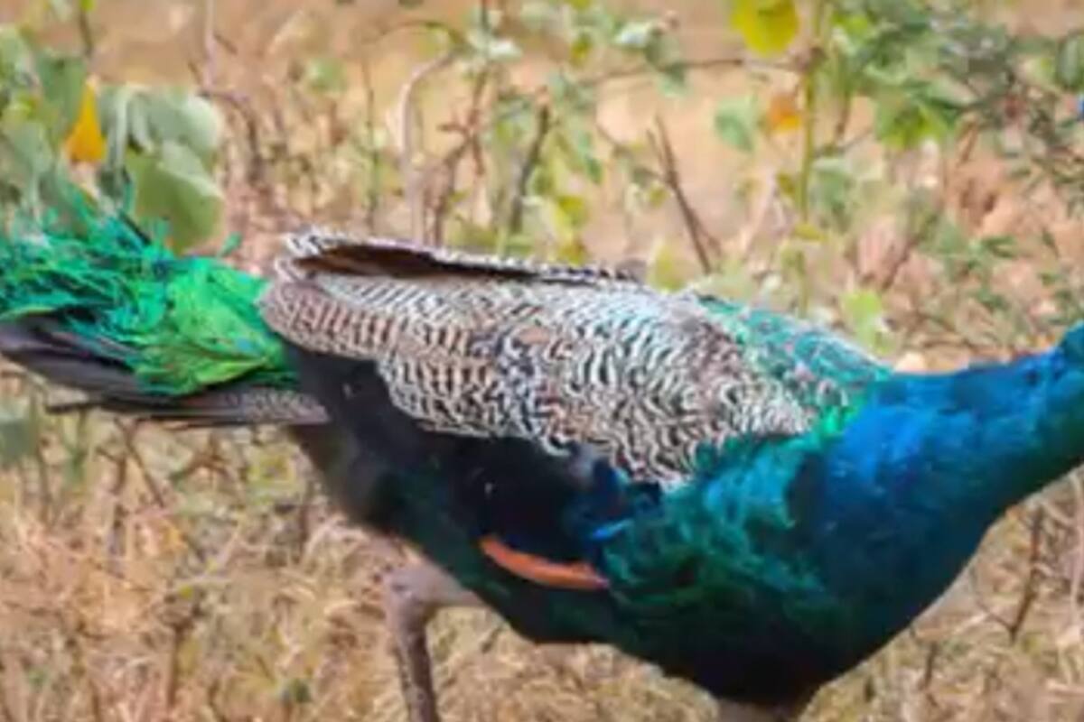 peacock_1200x800xt.jpg