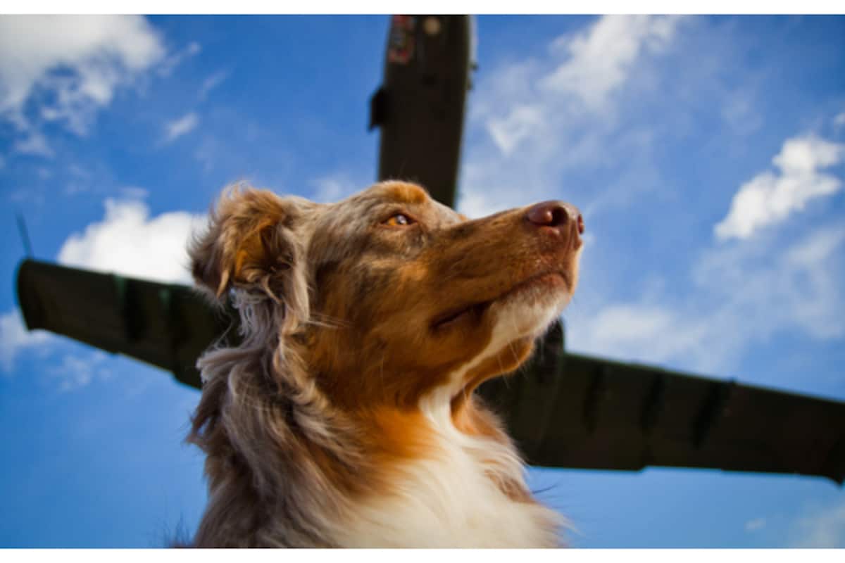 pet-dog_1200x800xt.jpg
